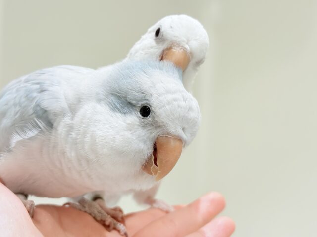 【最新画像更新🪄】甘々ちゃん来ました♡♡♡オキナインコ(ブルーオパーリン) オキナインコ