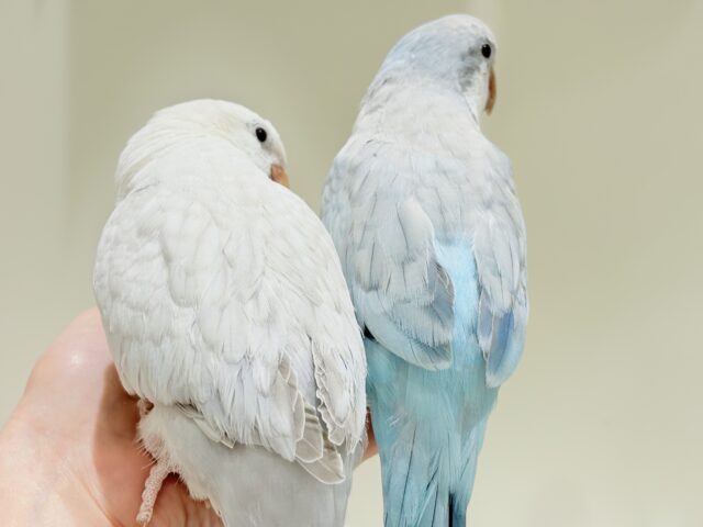 【最新画像更新🪄】甘々ちゃん来ました♡♡♡オキナインコ(ブルーオパーリン) オキナインコ