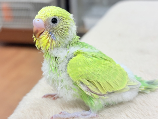 フレッシュな若緑🌱🌿.∘セキセイインコ(スパングル)ヒナ セキセイインコ