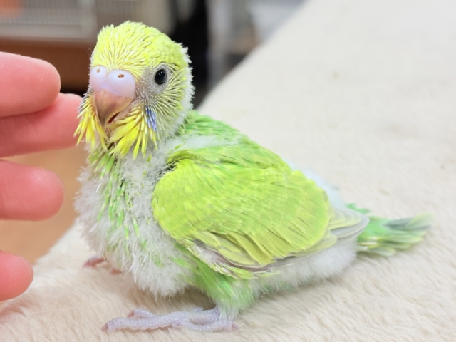 フレッシュな若緑🌱🌿.∘セキセイインコ(スパングル)ヒナ セキセイインコ