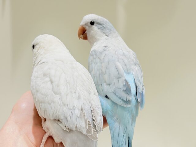 オキナインコ