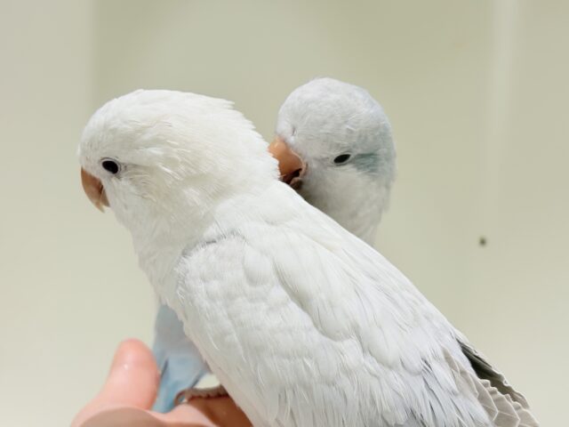 オキナインコ