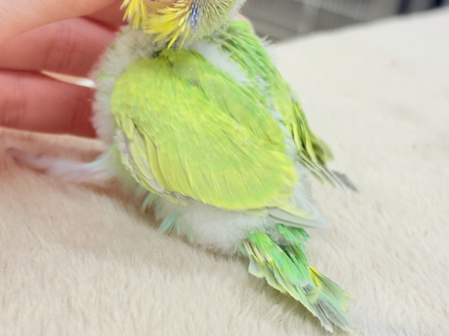 フレッシュな若緑🌱🌿.∘セキセイインコ(スパングル)ヒナ セキセイインコ