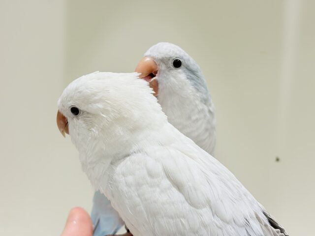 オキナインコ