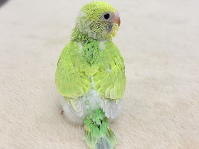 フレッシュな若緑🌱🌿.∘セキセイインコ(スパングル)ヒナ セキセイインコ