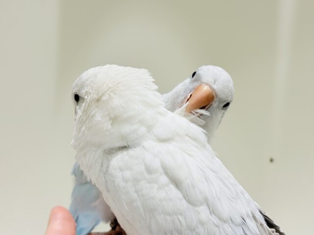 【最新画像更新🪄】慎重派だけど甘ったれ〜🧚♀️💖オキナインコ(コバルトパリドオパーリン) ヒナ オキナインコ