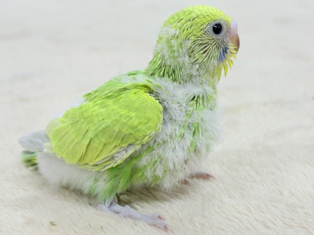 フレッシュな若緑🌱🌿.∘セキセイインコ(スパングル)ヒナ セキセイインコ