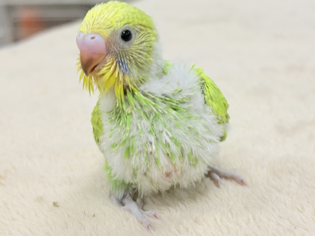フレッシュな若緑🌱🌿.∘セキセイインコ(スパングル)ヒナ セキセイインコ