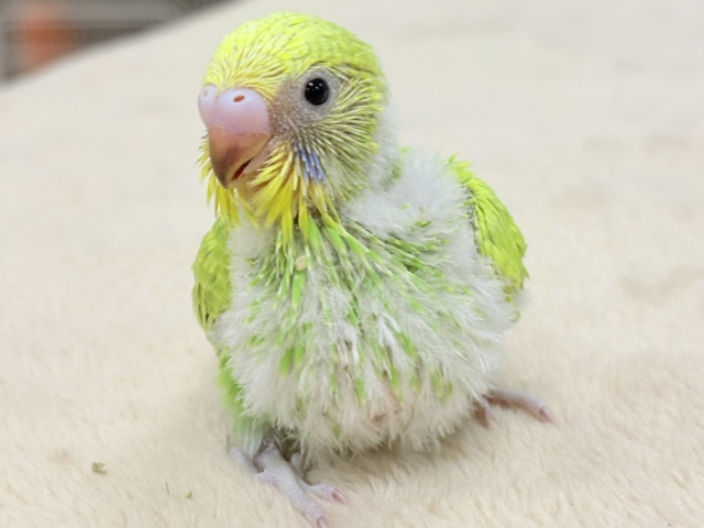 フレッシュな若緑🌱🌿.∘セキセイインコ(スパングル)ヒナ セキセイインコ
