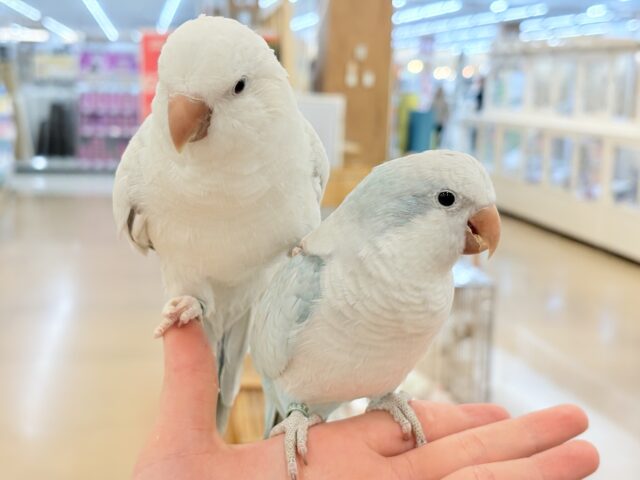 【最新画像更新🪄】慎重派だけど甘ったれ〜🧚♀️💖オキナインコ(コバルトパリドオパーリン) ヒナ オキナインコ