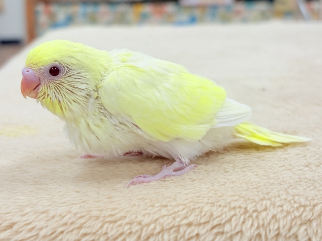 セキセイインコ