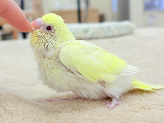 セキセイインコ