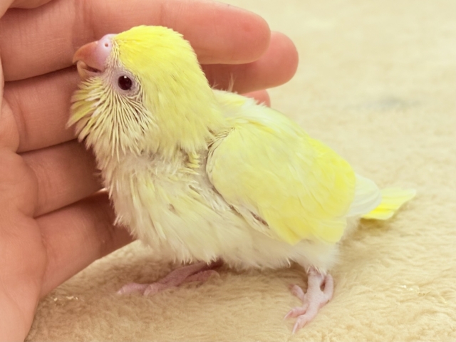 セキセイインコ