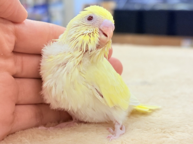 セキセイインコ