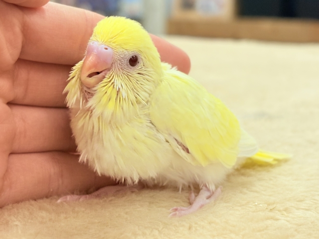 焼き菓子ボディにキラキラ赤目🍒✨セキセイインコ(クリームルチノー)ヒナ