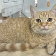 超ホヤホヤ最新画像✨モジモジ恥ずかしいけど…ちょ〜〜甘ったれなの♡マンチカンくん！