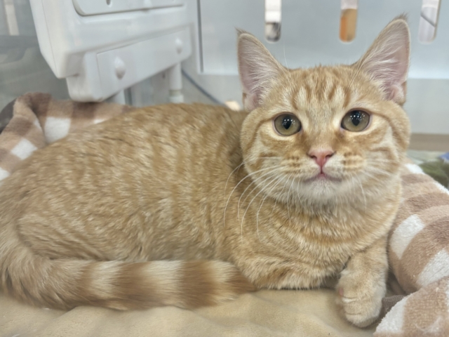 超ホヤホヤ最新画像✨モジモジ恥ずかしいけど…ちょ〜〜甘ったれなの♡マンチカンくん！