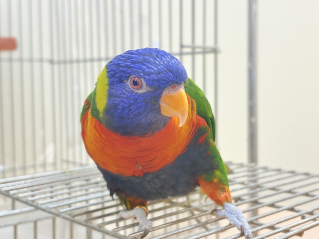 ゴシキセイガイインコ