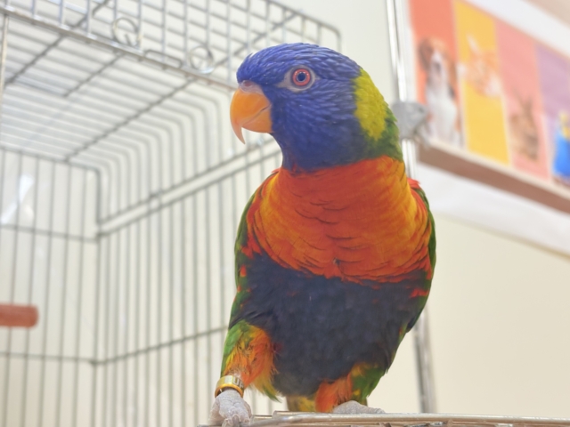 ゴシキセイガイインコ