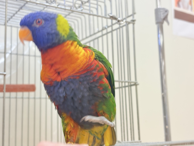 ゴシキセイガイインコ