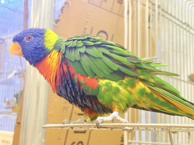 ゴシキセイガイインコ