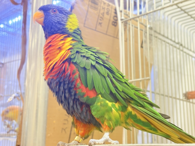 ゴシキセイガイインコ