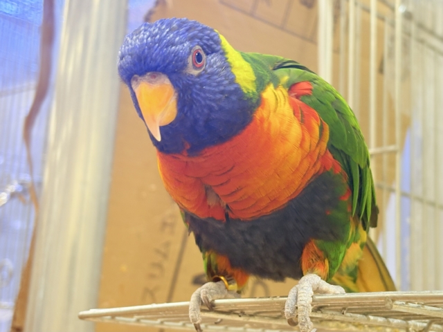 ゴシキセイガイインコ