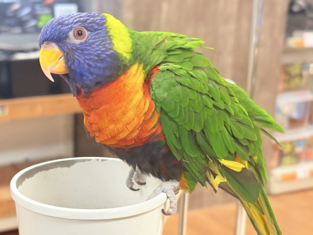 ゴシキセイガイインコ