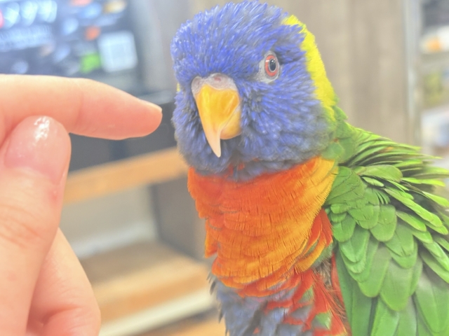【最新画像】やんちゃな遊び好き🌟ゴシキセイガイインコ