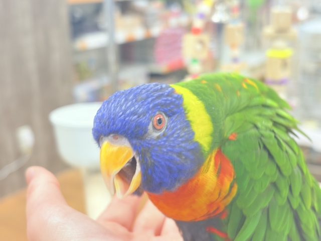 ゴシキセイガイインコ