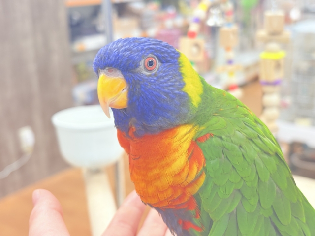 ゴシキセイガイインコ