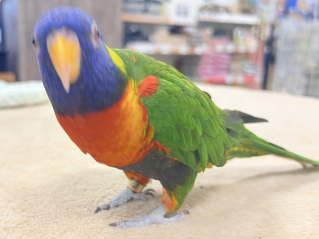 ゴシキセイガイインコ