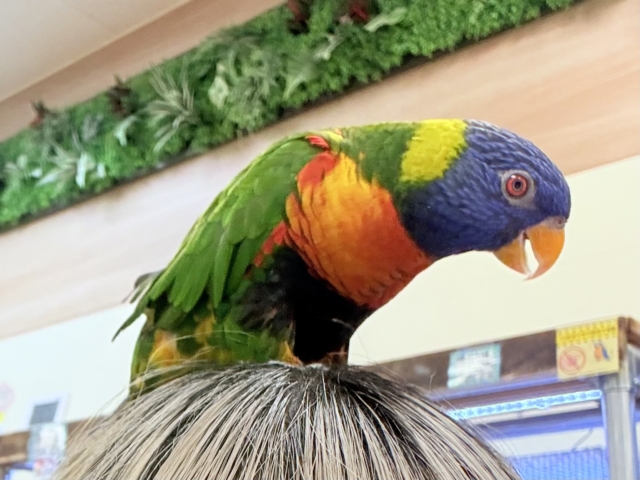 ゴシキセイガイインコ