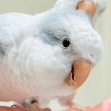 【最新画像更新🪄】甘々ちゃん来ました♡♡♡オキナインコ(ブルーオパーリン)
