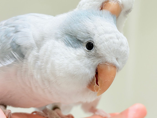 【最新画像更新🪄】甘々ちゃん来ました♡♡♡オキナインコ(ブルーオパーリン) 【最新画像更新🪄】甘々ちゃん来ました♡♡♡オキナインコ(ブルーオパーリン)
