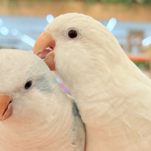 【最新画像更新🪄】慎重派だけど甘ったれ〜🧚‍♀️💖オキナインコ(コバルトパリドオパーリン) ヒナ