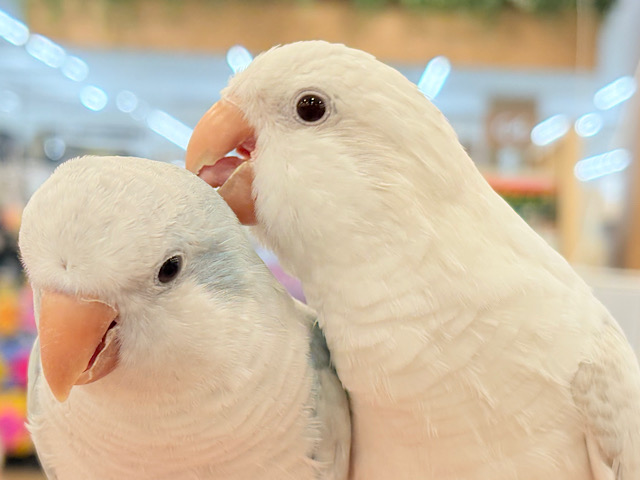 【最新画像更新🪄】慎重派だけど甘ったれ〜🧚♀️💖オキナインコ(コバルトパリドオパーリン) ヒナ 【最新画像更新🪄】慎重派だけど甘ったれ〜🧚♀️💖オキナインコ(コバルトパリドオパーリン) ヒナ