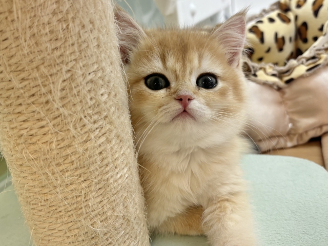 ブリティッシュショートヘア