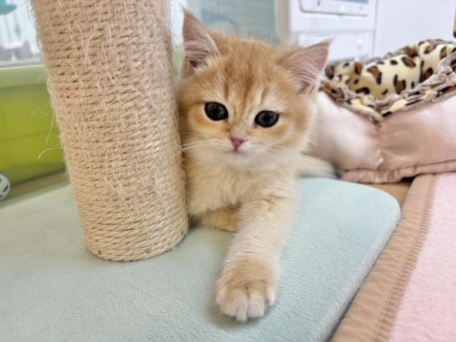 ブリティッシュショートヘア