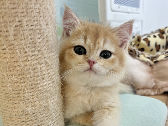 ブリティッシュショートヘア