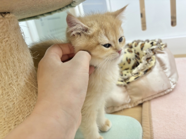 ブリティッシュショートヘア