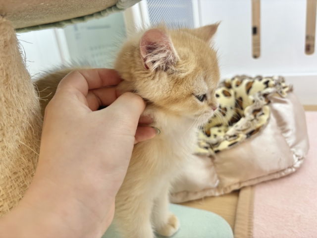 ブリティッシュショートヘア