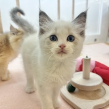 とびっきりの美人さん参上〜♡ラグドールちゃん！