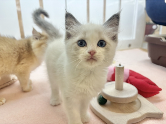 とびっきりの美人さん参上〜♡ラグドールちゃん！