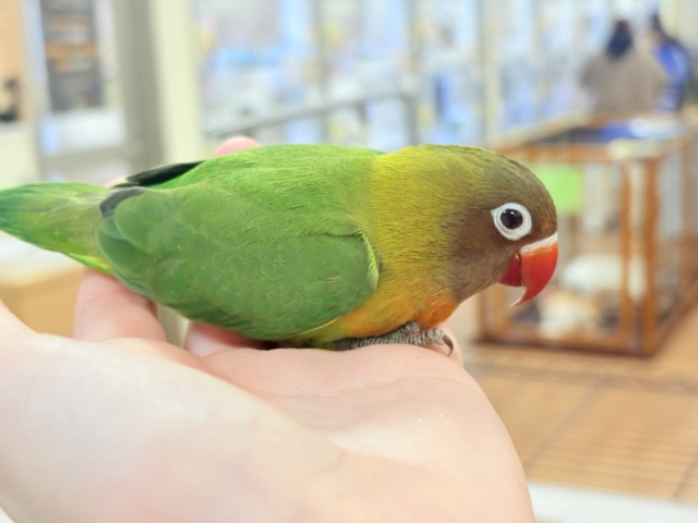 キエリボタンインコ