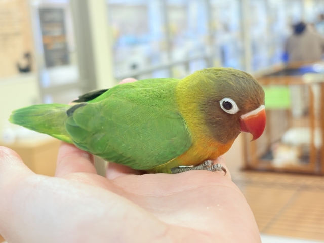 キエリボタンインコ