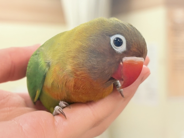 【最新画像🪄💫カゴデビュー】派手派手に成長するよ❣️ボタンインコちゃん❣️(キエリ)