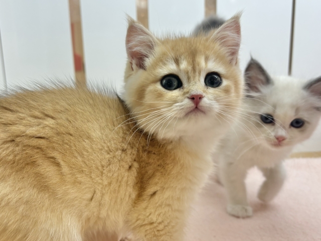 ブリティッシュショートヘア