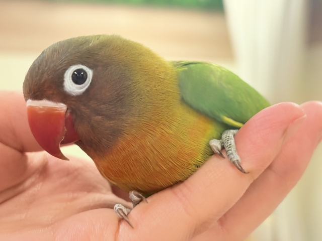キエリボタンインコ