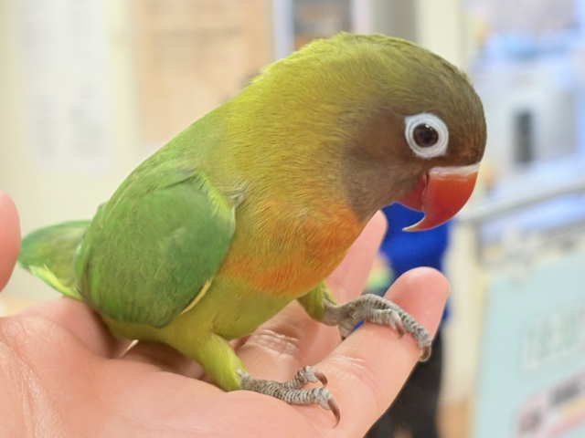 キエリボタンインコ